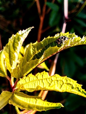 Product picture bliss